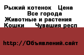 Рыжий котенок › Цена ­ 1 - Все города Животные и растения » Кошки   . Чувашия респ.